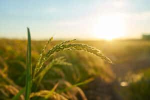 agrichemical wastewater treatment via electro oxidation