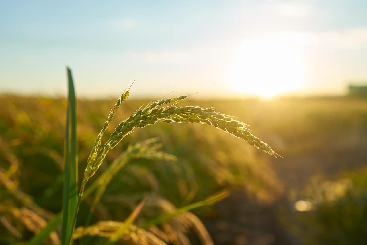 agrichemical wastewater treatment